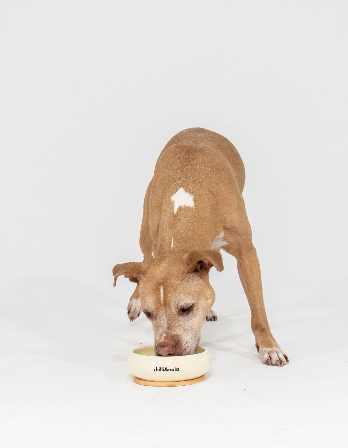 Pet Bowl