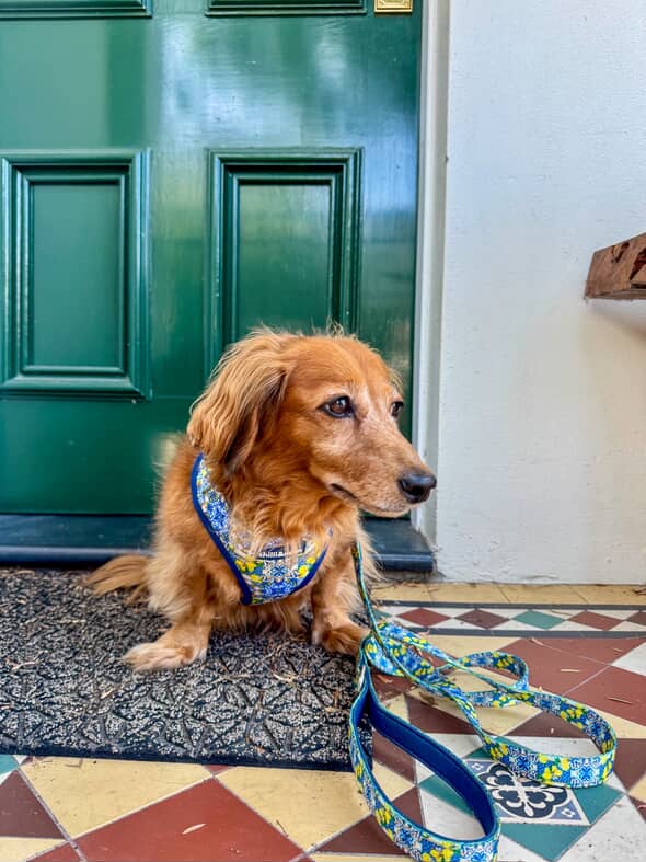 Set | Harness, Collar & Leash | Amalfi Breeze