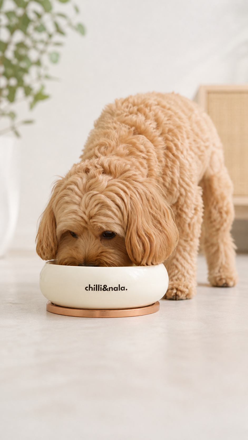 Pet Bowl