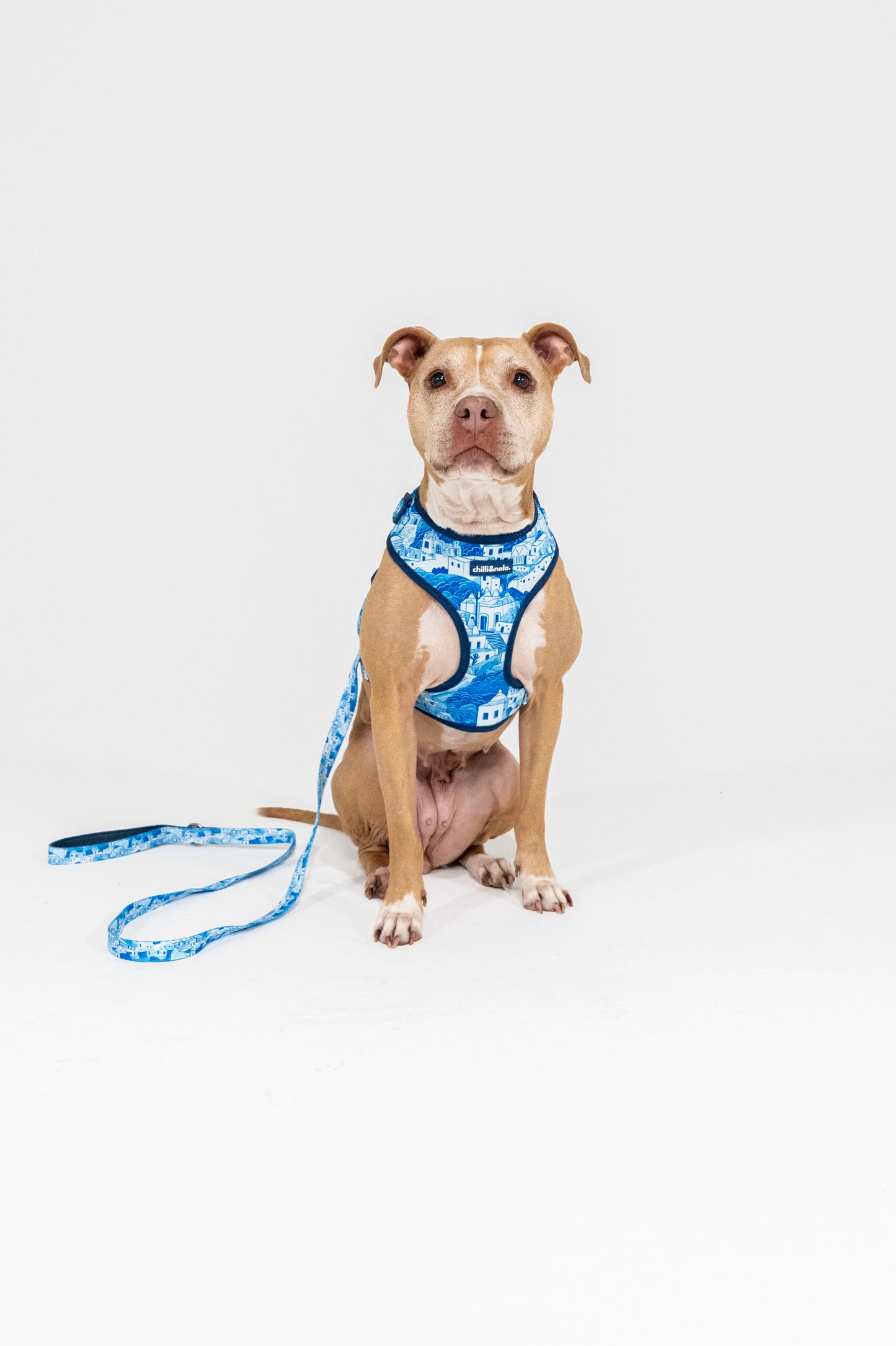 Set | Harness & Leash | Santorini Serenity