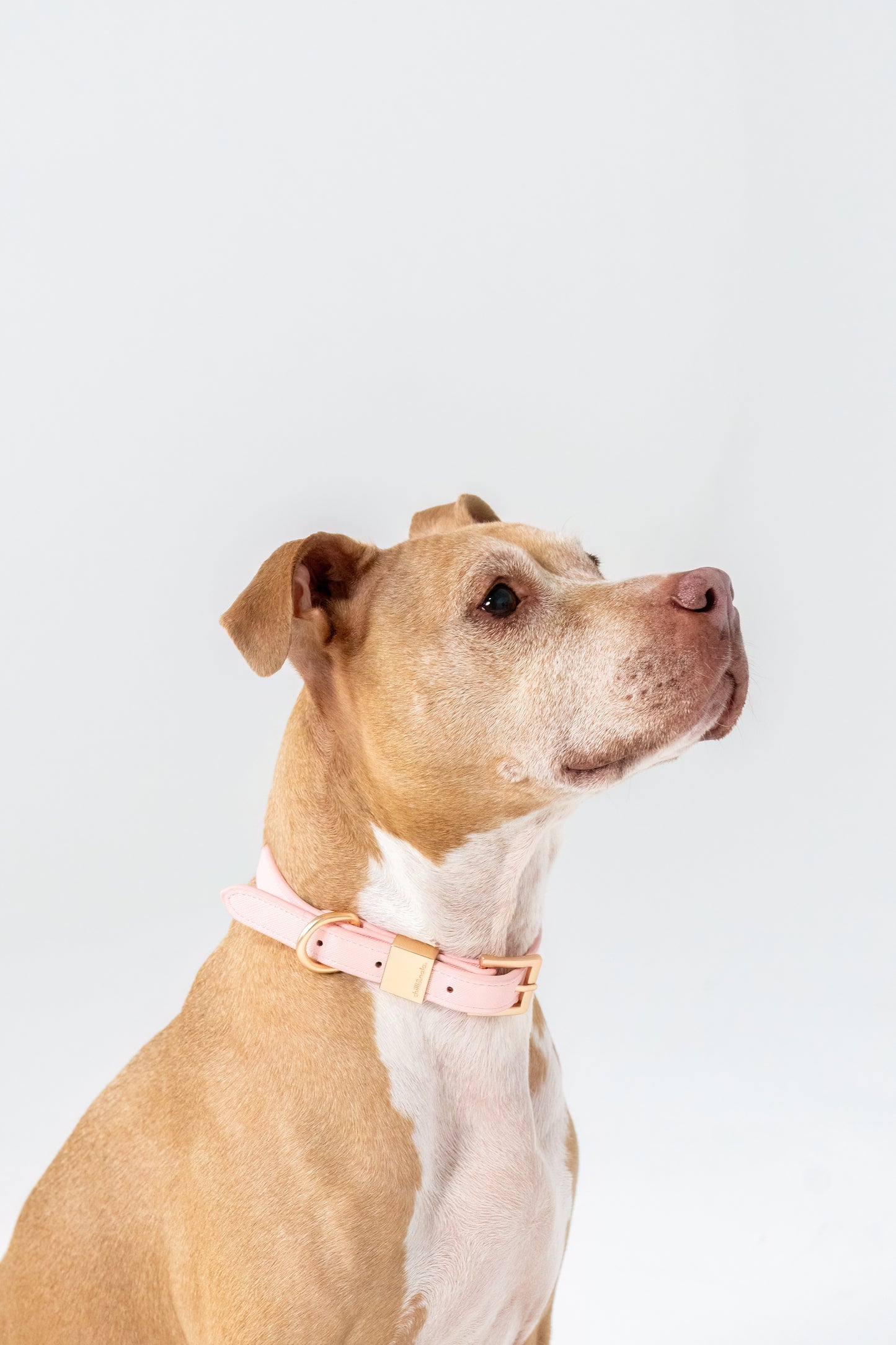 Collar | Vegan Leather | Pink