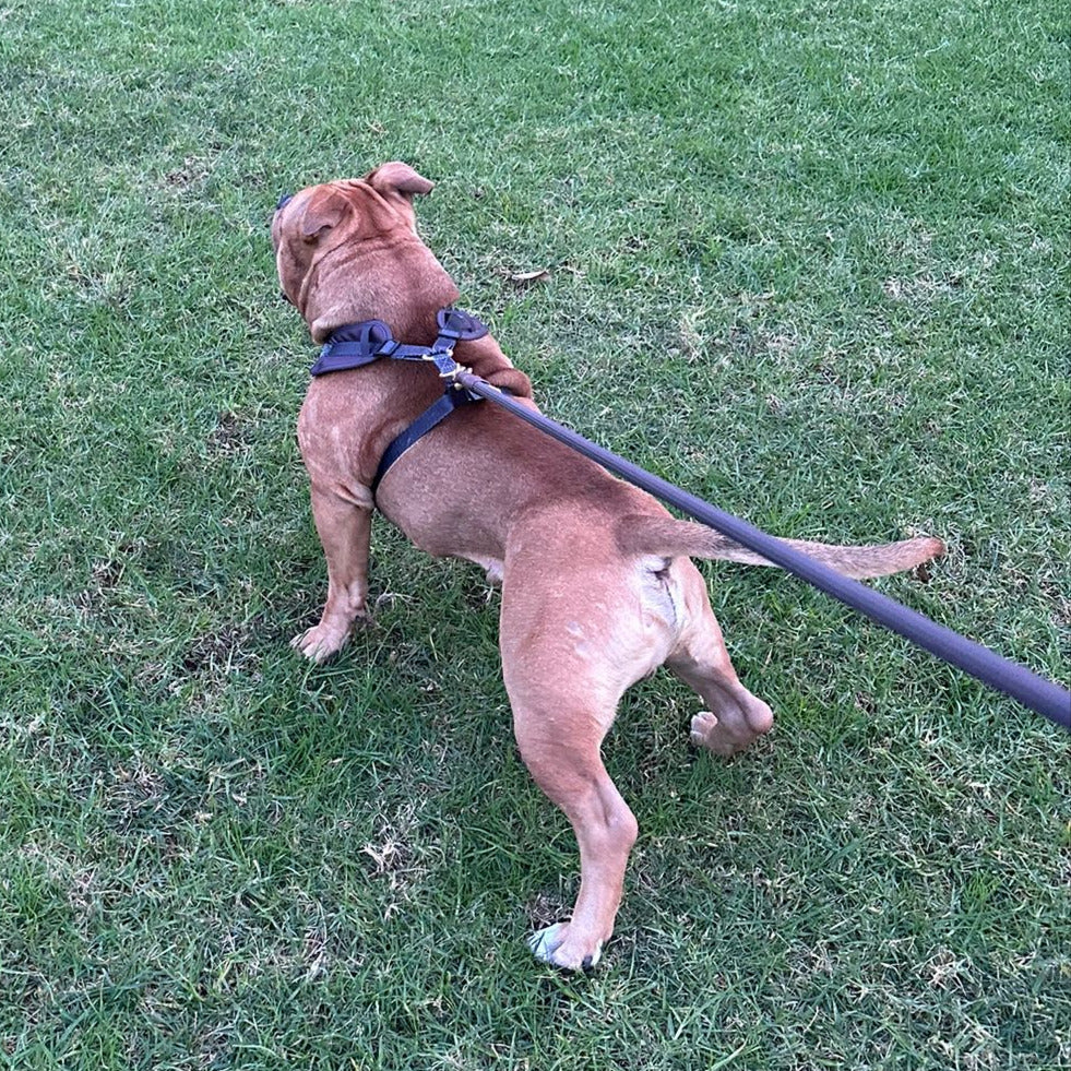 Set | Harness & Rope Leash | Mocha Melt - Brown
