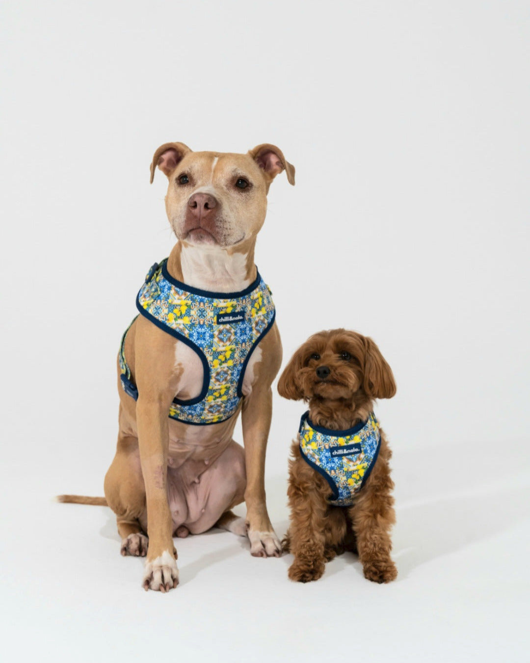 Set | Harness, Collar & Leash | Amalfi Breeze
