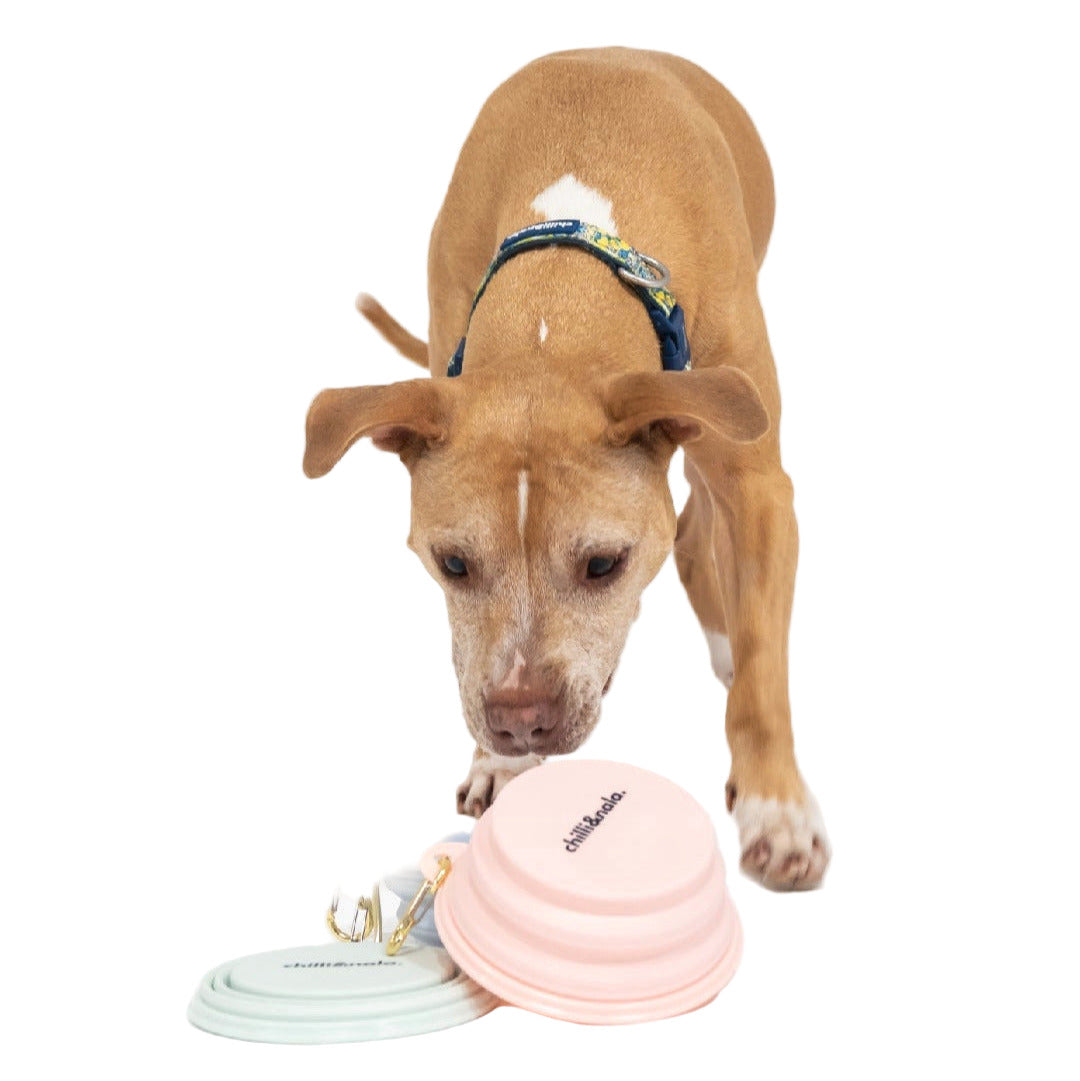 Dog Leash Tiffany And Co Cat Bowl Tiffany Necklace Co Pet Accessories Tiffany Blue Cat Collar Dog