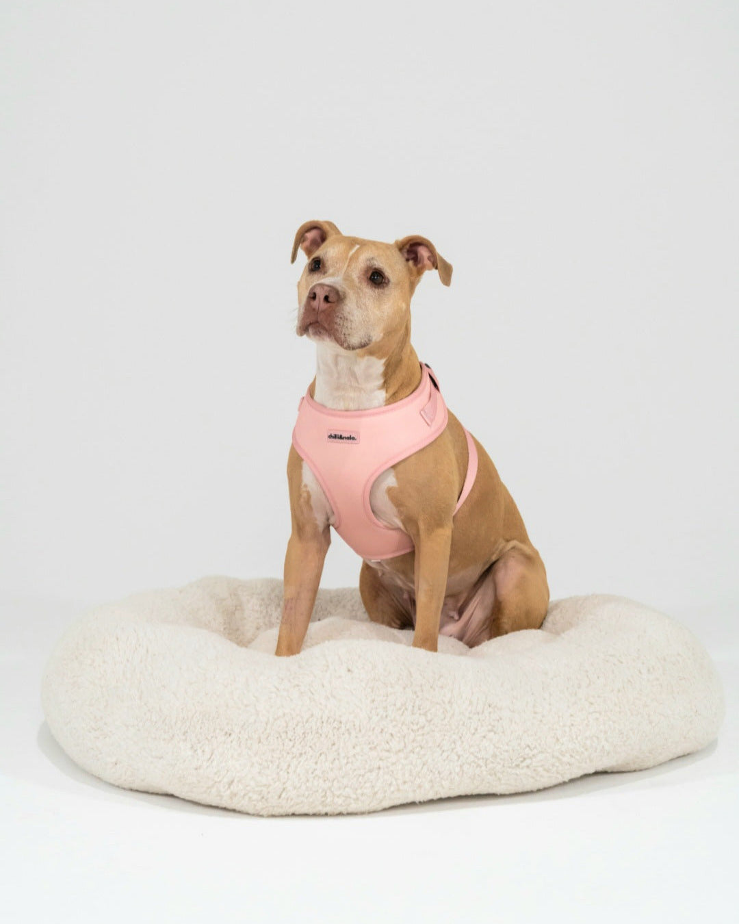 Adjustable Dog Harness | Pink Rose
