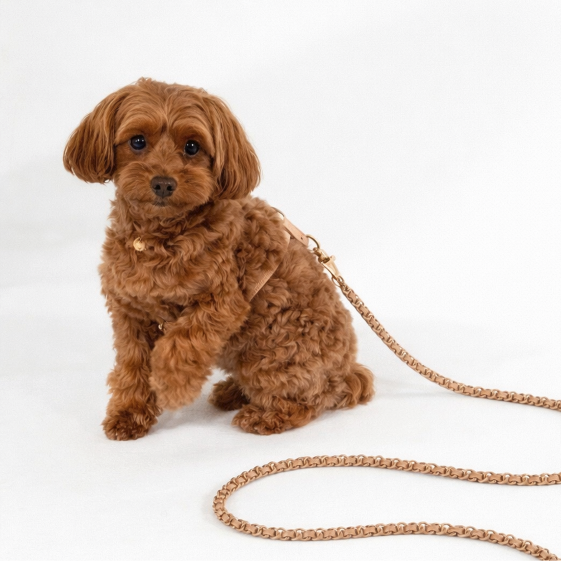 Coco Chain | Signature Leash — A Luxury Dog Leash for Elevated Everyday Walks