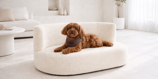Finally, A Dog Bed That Belongs in Your Living Room