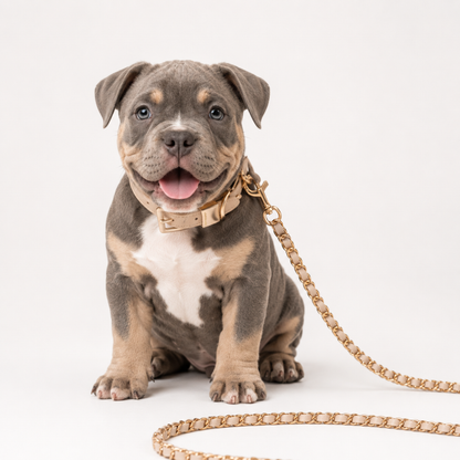 Coco Chain | Our Signature Leash