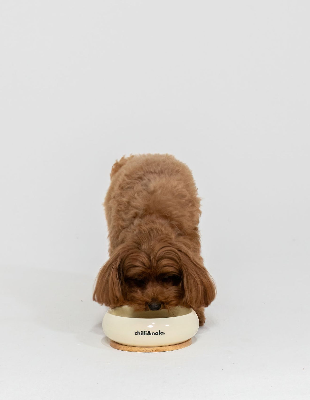 Pet Bowl