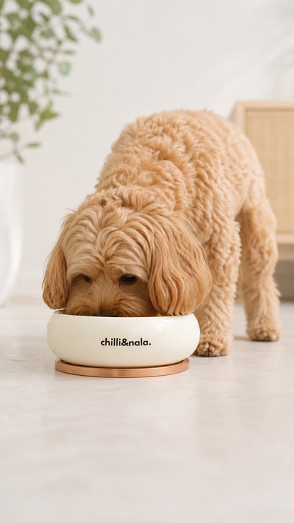 Pet Bowl