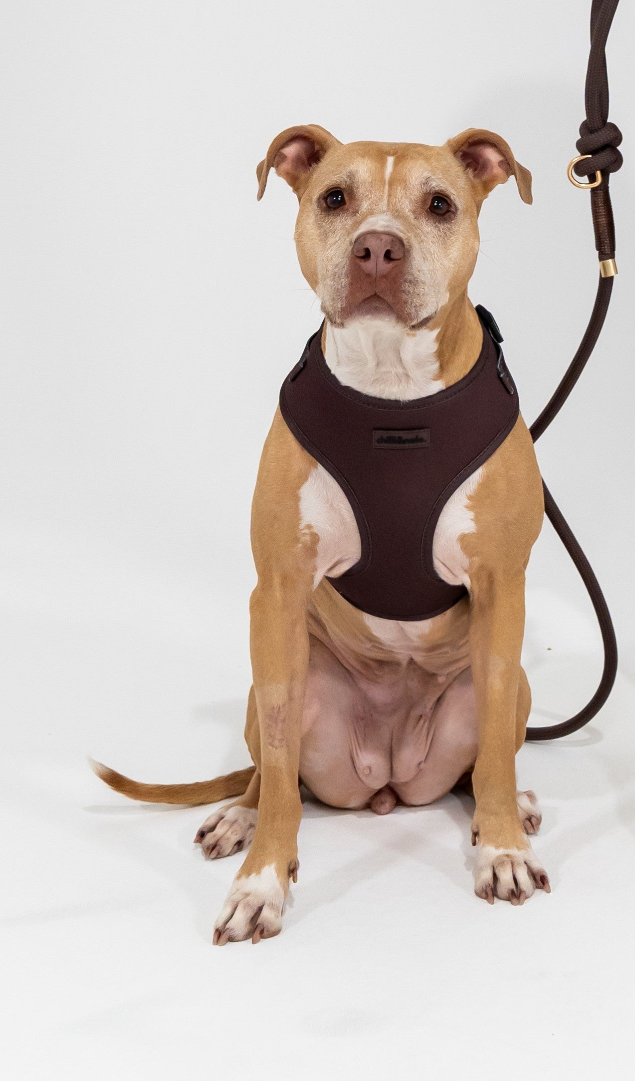 Adjustable Dog Harness | Mocha Melt - Brown