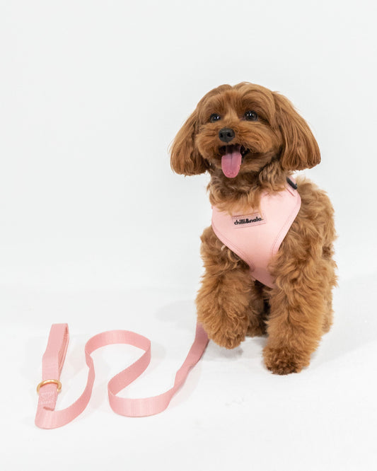 Set | Harness & Leash | Pink Rose