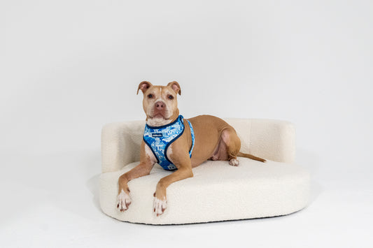 Adjustable Dog Harness | Santorini Serenity