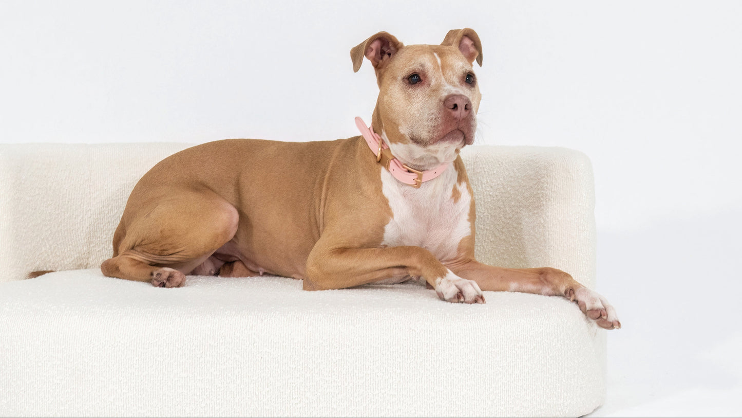 The Home Edit | Bouclé Pet Lounge + Signature Pet Bowl