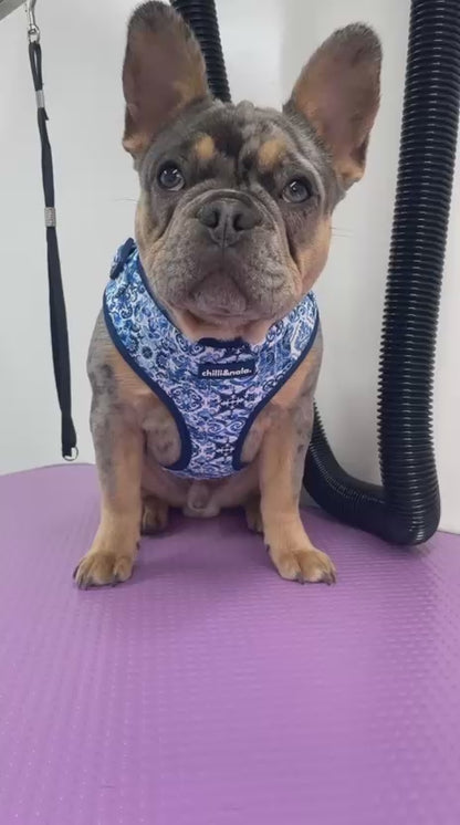 Set | Harness & Leash | Asteri Blu