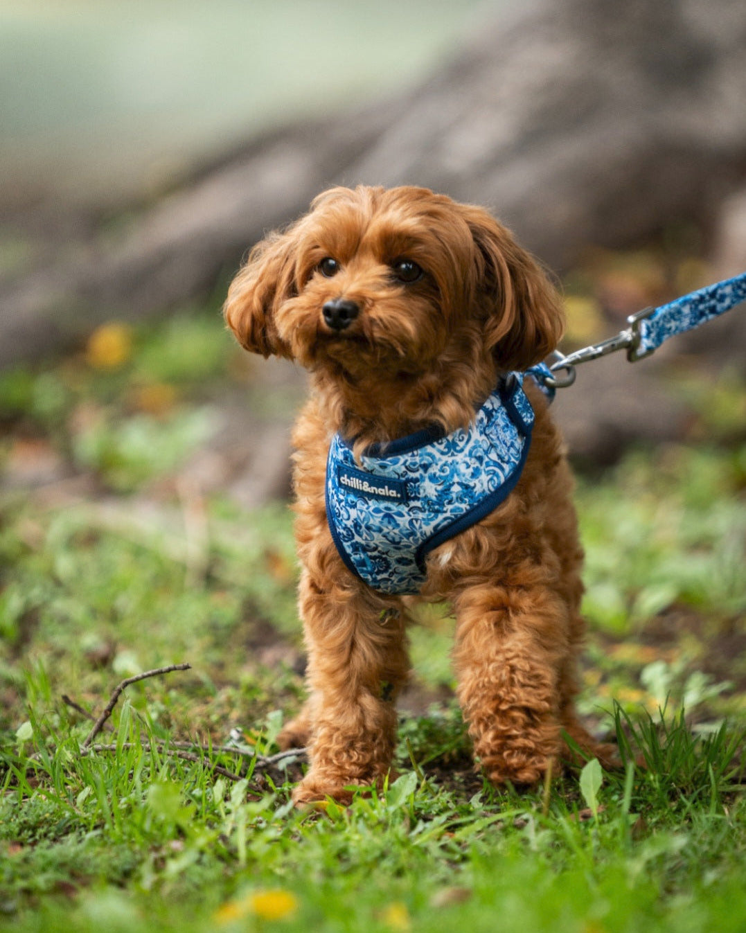 Adjustable Dog Harness | Asteri Blu