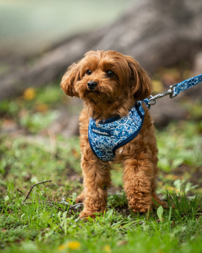 Adjustable Dog Harness | Asteri Blu