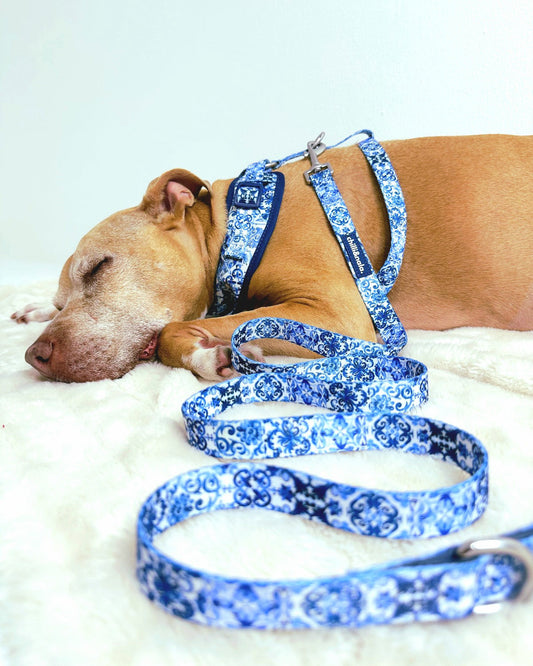 Dog Leash | Asteri Blu