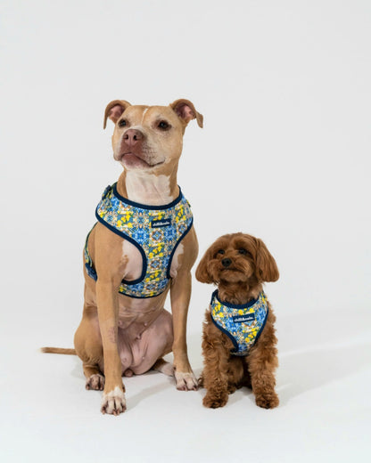 Adjustable Dog Harness | Amalfi Breeze