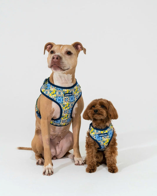 Adjustable Dog Harness | Amalfi Breeze