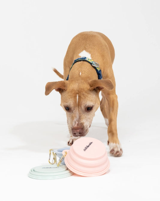 Collapsible Portable Silicone Travel Dog Bowl | Pink