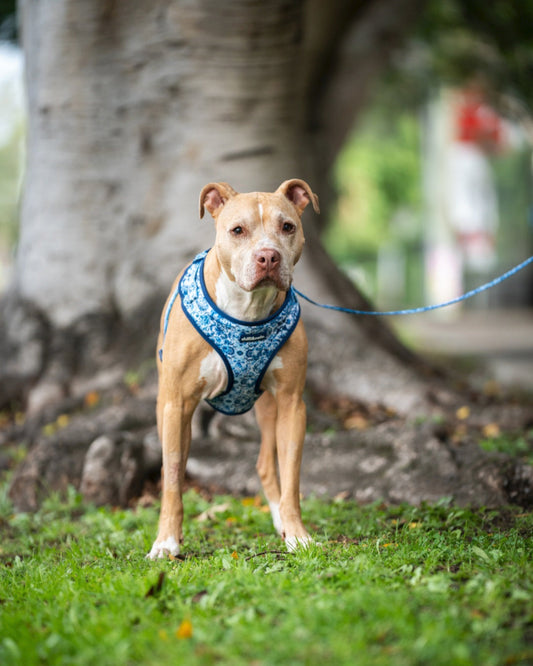 Adjustable Dog Harness | Asteri Blu