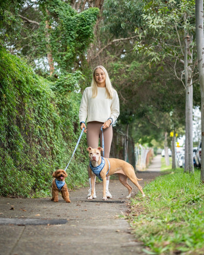 Adjustable Dog Harness | Asteri Blu