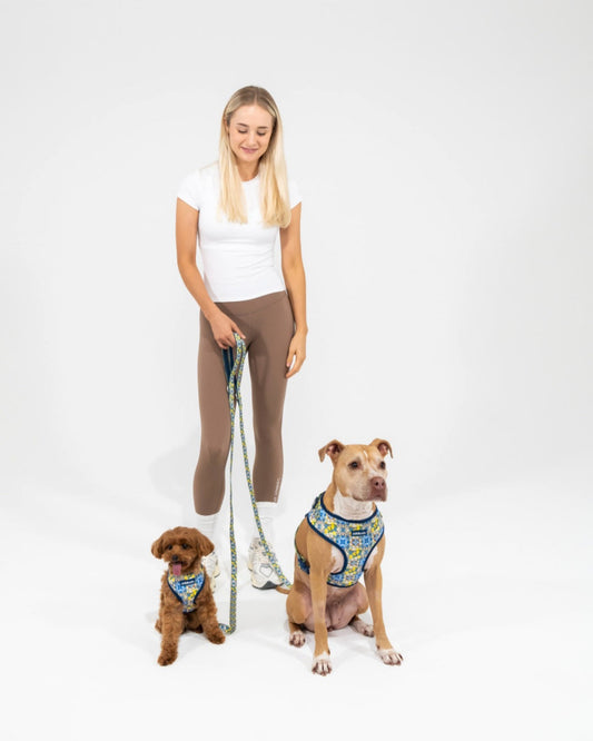 Dog Leash | Amalfi Breeze