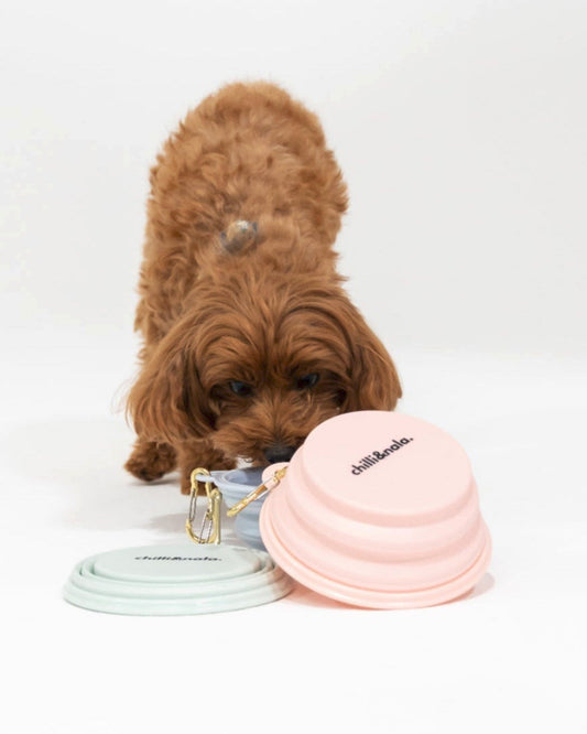Collapsible Portable Silicone Travel Dog Bowl | Mint